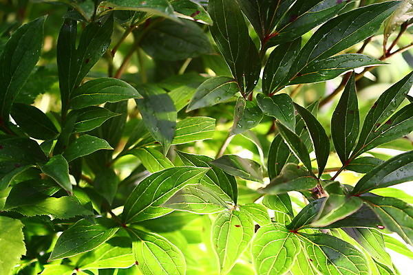 포토 JPG 해외이미지 식물 스포츠 백그라운드 밭 농업 골프 자연 하늘 풍경 잔디 초원 사람없음 야외 초록색 여름 파란색 우주 침묵 봄 활발 성장 흰색 전원 시골 신선 칼날 고독 땅 원예 조경 장면 평야 해외202004 해외202105 해외포토 계절 감정 산업 컬러 컨셉 취미 구기 소리 전기에너지 생태계 파일형식
