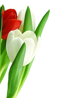 포토 JPG 해외이미지 식물 기념일 꽃잎 꽃 줄기 꽃다발 백그라운드 컨셉 꽃무늬 자연 휴가 부활절 기념 발렌타인데이 선물 사랑 사람없음 장식 빨간색 초록색 컬러풀 노란색 우주 봄 낭만 튤립 벚꽃 축하 인사 신선 신용카드 클래식 우아함 다발 배열 꽃집 묘사 내추럴 고립 칭찬 해외202004 해외202105 해외포토 계절 감정 컬러 무늬 데이이벤트 이벤트 금융 상점 예절 생태계 파일형식