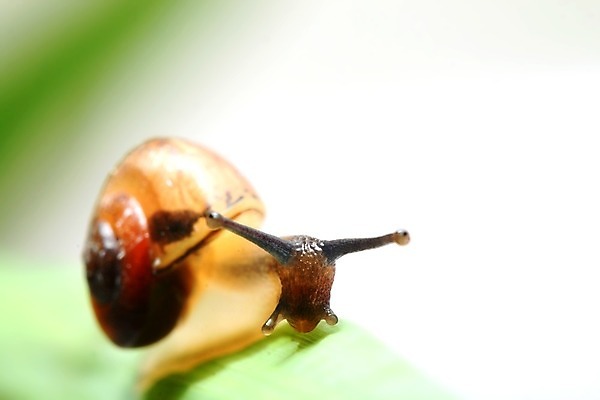 포토 JPG 해외이미지 잎 사람없음 잡초 기어가기 해외202004 해외202105 해외포토 식물 모션 파일형식