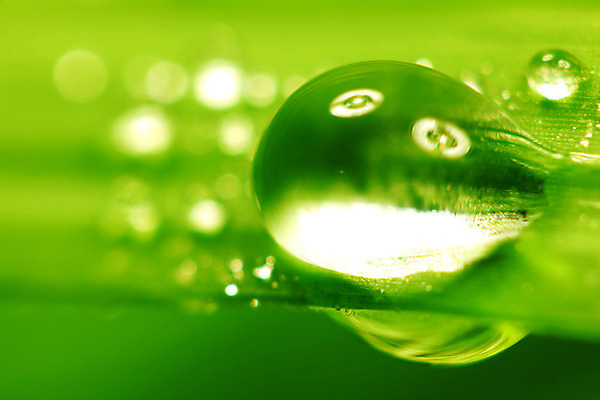 포토 JPG 해외이미지 식물 잎 자연 근접촬영 사람없음 야외 물방울 보케 내추럴 해외202004 해외202105 해외포토 뷰포인트 생태계 파일형식