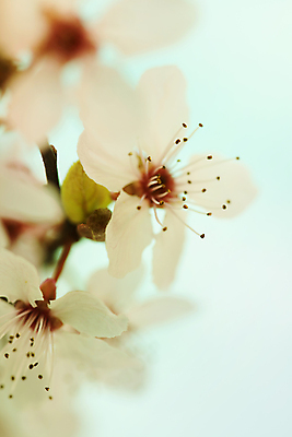 포토 JPG 해외이미지 봄꽃 실내 근접촬영 사람없음 아웃포커스 벚꽃 소프트포커스 파란배경 해외202004 해외포토 꽃 뷰포인트 백그라운드 촬영기법 내부 파란색 봄 파일형식