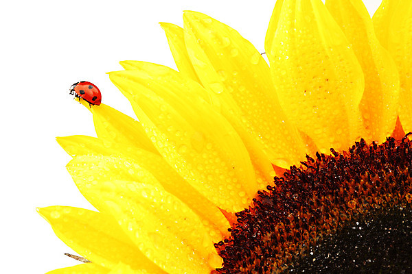 포토 JPG 해외이미지 식물 꽃잎 곤충 자연 해바라기 사람없음 야외 맑음 벌레 작음 무당벌레 내추럴 해외202004 해외202105 해외포토 동물 꽃 날씨 크기 생태계 파일형식