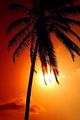 포토 JPG 해외이미지 나무 구름 실루엣 바다 섬 여행 백그라운드 잎 오렌지 자연 하늘 휴가 휴식 멕시코 따뜻함 손바닥 사랑 풍경 사람없음 빨간색 여름 세트 햇빛 태양 노란색 일출 침묵 일몰 꿈 낭만 호주 야간 저녁 싱글 장면 파라다이스 해외202004 해외202105 해외포토 자연요소 식물 손 계절 감정 컬러 컨셉 북아메리카 과일 촬영기법 노을 소리 오세아니아 생태계 파일형식