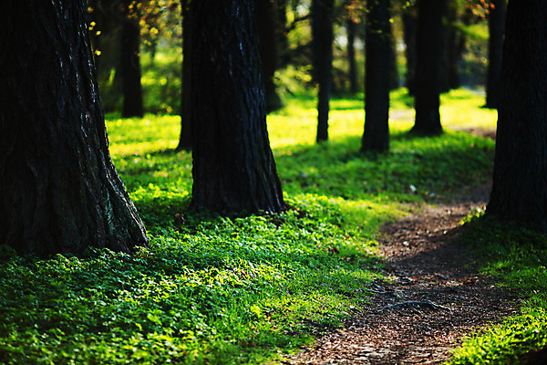 포토 JPG 해외이미지 나무 식물 계절 공원 도로 길 여행 잎 패턴 오렌지 자연 휴식 새로움 풍경 사람없음 야외 목재 빨간색 초록색 여름 빛 컬러풀 노란색 평화 봄 산책 성장 신선 황금 숲 오솔길 유기농 내추럴 옛날 해외202004 해외202105 해외포토 웰빙 공공시설 컬러 컨셉 무늬 과일 재료 교통시설 생태계 파일형식