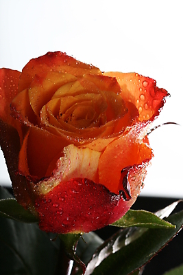 포토 JPG 해외이미지 꽃 백그라운드 오렌지 선물 사람없음 빨간색 컬러풀 장미 흰색 신선 취급주의 해외202004 해외202105 해외포토 식물 컬러 과일 경고 파일형식