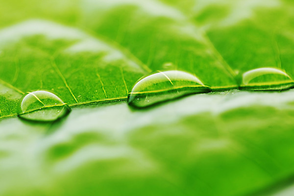 포토 JPG 해외이미지 식물 잎 자연 근접촬영 사람없음 물방울 내추럴 해외202004 해외202105 해외포토 뷰포인트 생태계 파일형식