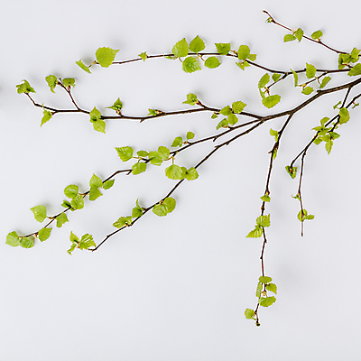 포토 JPG 해외이미지 나뭇잎 실내 사람없음 나뭇가지 흰배경 해외202004 해외포토 나무 백그라운드 잎 내부 흰색 파일형식