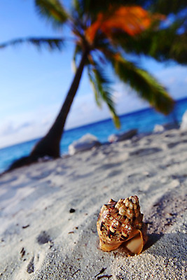 포토 JPG 해외이미지 동물 별 모래 파도 바다 섬 여행 백그라운드 컨셉 자연 하늘 휴가 조개 휴식 어류 해변 사람없음 야외 물 여름 파란색 컬러풀 우주 맑음 껍질 흰색 소라 휴양지 내추럴 파라다이스 해외202004 해외202105 해외포토 자연요소 계절 컬러 날씨 어패류 수중동물 장소 생태계 파일형식