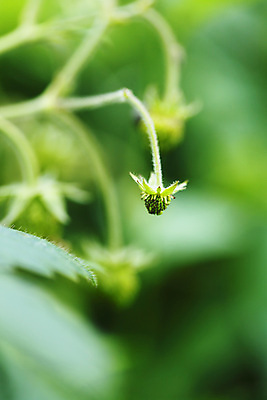 포토 JPG 해외이미지 식물 열매 잎 자연 딸기 사람없음 아웃포커스 내추럴 해외202004 해외202105 해외포토 과일 촬영기법 생태계 파일형식
