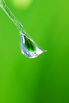 포토 JPG 해외이미지 식물 잎 자연 근접촬영 사람없음 야외 물방울 내추럴 해외202004 해외202105 해외포토 뷰포인트 생태계 파일형식