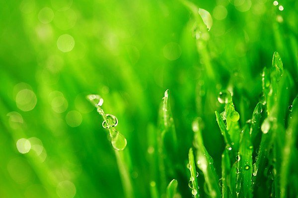 포토 JPG 해외이미지 식물 잎 자연 잔디 사람없음 야외 아웃포커스 물 반사 물방울 보케 내추럴 해외202004 해외202105 해외포토 자연요소 촬영기법 생태계 파일형식