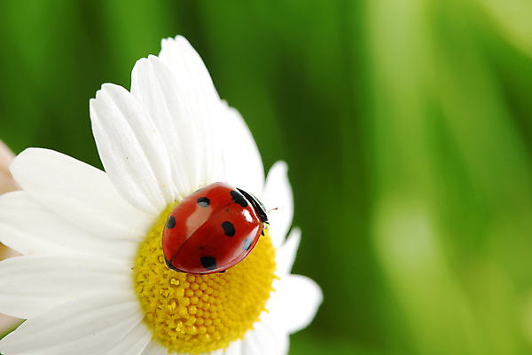 포토 JPG 해외이미지 식물 곤충 자연 사람없음 벌레 작음 데이지 무당벌레 내추럴 캐모마일 해외202004 해외202105 해외포토 동물 꽃 크기 허브 생태계 파일형식