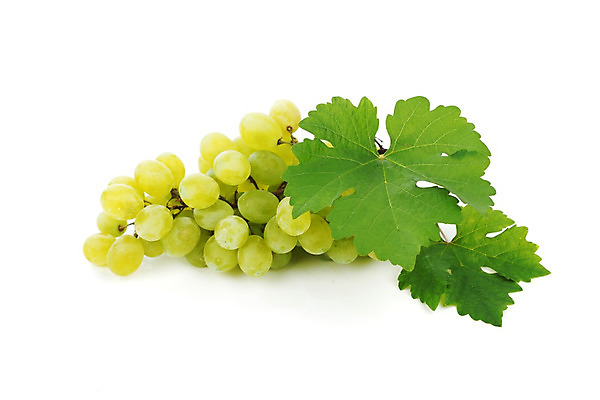 포토 JPG 해외이미지 잎 과일 자연 포도 사람없음 포도나무 내추럴 해외202004 해외202105 해외포토 식물 과일나무 생태계 파일형식