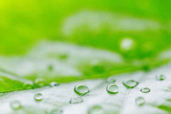 포토 JPG 해외이미지 식물 잎 자연 사람없음 아웃포커스 물 물방울 내추럴 해외202004 해외202105 해외포토 자연요소 촬영기법 생태계 파일형식