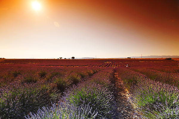 포토 JPG 해외이미지 식물 구름 꽃 유럽 선 밭 농업 자연 하늘 풍경 사람없음 야외 여름 파란색 농작물 컬러풀 농장 농경지 보라색 일몰 활발 프랑스 수확 시골 개화 허브 제비꽃 향기 아로마 아로마테라피 라벤더 내추럴 프랑스어 강렬 밭일 줄서기 프로방스 해외202004 해외202105 해외포토 자연요소 문자 계절 나라 산업 컬러 컨셉 모션 노을 생태계 냄새 테라피 파일형식