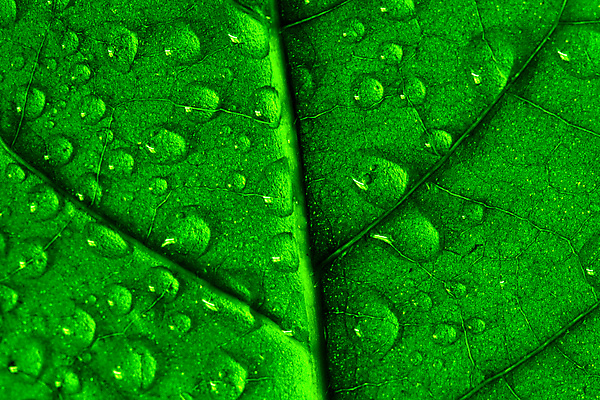 포토 JPG 해외이미지 식물 잎 자연 근접촬영 사람없음 물 물방울 내추럴 해외202004 해외202105 해외포토 자연요소 뷰포인트 생태계 파일형식