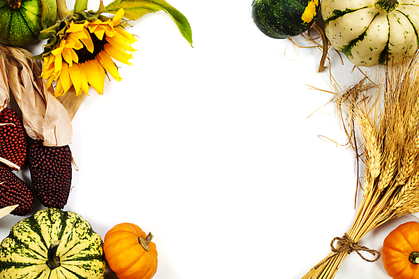 포토 JPG 해외이미지 호박 해바라기 프레임 실내 사람없음 농작물 하이앵글 벼 가을 흰배경 추수감사절 흑찰옥수수 해외202004 해외포토 계절 꽃 기독교 뷰포인트 백그라운드 농업 채소 곡류 내부 흰색 찰옥수수 파일형식