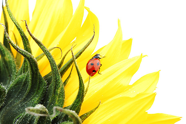 포토 JPG 해외이미지 식물 꽃잎 곤충 자연 해바라기 초원 사람없음 야외 맑음 벌레 작음 무당벌레 내추럴 해외202004 해외202105 해외포토 동물 꽃 날씨 크기 생태계 파일형식