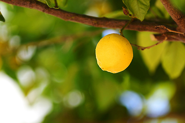 포토 JPG 해외이미지 나무 식물 음식 백그라운드 잎 밭 농업 과일 자연 귤 매달리기 건강 사람없음 초록색 물 농작물 햇빛 농장 노란색 우주 맑음 주스 수확 성장 나뭇가지 신선 소프트포커스 숲 다발 지중해 레몬 가득함 유기농 보케 라임 내추럴 블러 숙성 많음 카피스페이스 해외202004 해외202105 레몬나무 해외포토 자연요소 웰빙 산업 음료 바다 컬러 컨셉 모션 날씨 촬영기법 태양 공백 생태계 파일형식