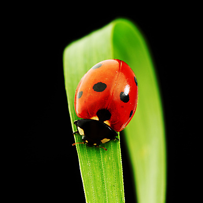 포토 JPG 해외이미지 식물 곤충 자연 사람없음 벌레 작음 무당벌레 내추럴 해외202004 해외202105 해외포토 동물 크기 생태계 파일형식