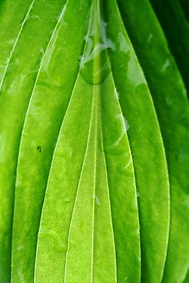 포토 JPG 해외이미지 나무 식물 줄기 백그라운드 잎 꽃무늬 패턴 자연 추상 사람없음 초록색 여름 빛 노란색 환경 정원 봄 활발 성장 투명 칼날 천 순수 유기농 원예 질감 생물학 지역 정맥 내추럴 진행 고립 해외202004 해외202105 해외포토 웰빙 계절 교육 꽃 컬러 컨셉 무늬 취미 직물 생태계 혈관 파일형식