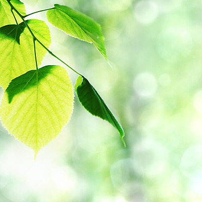 포토 JPG 해외이미지 나무 잎 자연 사람없음 야외 아웃포커스 빛 맑음 보케 내추럴 해외202004 해외202105 해외포토 식물 날씨 촬영기법 생태계 파일형식