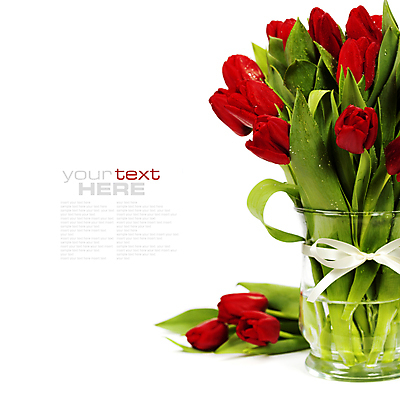 포토 JPG 해외이미지 리본 꽃다발 사람없음 꽃병 튤립 물방울 흰배경 카피스페이스 해외202004 해외포토 꽃 백그라운드 공백 흰색 파일형식