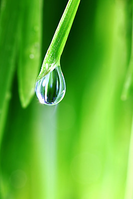 포토 JPG 해외이미지 식물 잎 자연 근접촬영 잔디 사람없음 야외 아웃포커스 물 물방울 보케 내추럴 해외202004 해외202105 해외포토 자연요소 뷰포인트 촬영기법 생태계 파일형식