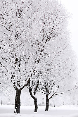 포토 JPG 해외이미지 나무 디자인 계절 공원 백그라운드 컨셉 겨울 자연 벽지 하늘 휴가 새로움 산 풍경 사람없음 야외 목재 파란색 얼음 검은색 화목 회색 추위 흰색 나뭇가지 시골 시간 소나무 황무지 숲 연도 서리 장면 지역 내추럴 옛날 가문비나무 해외202004 해외202105 해외포토 자연요소 식물 공공시설 컬러 재료 생태계 파일형식