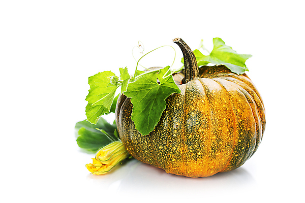 포토 JPG 해외이미지 호박 실내 사람없음 농작물 한개 가을 흰배경 호박꽃 호박잎 해외202004 해외포토 1 계절 꽃 백그라운드 잎 농업 채소 내부 흰색 파일형식