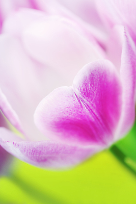 포토 JPG 해외이미지 실내 근접촬영 사람없음 아웃포커스 튤립 해외202004 해외포토 꽃 뷰포인트 촬영기법 내부 파일형식