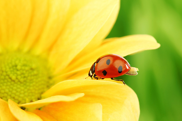 포토 JPG 해외이미지 식물 꽃잎 곤충 자연 초원 사람없음 야외 맑음 벌레 작음 무당벌레 내추럴 해외202004 해외202105 해외포토 동물 꽃 날씨 크기 생태계 파일형식