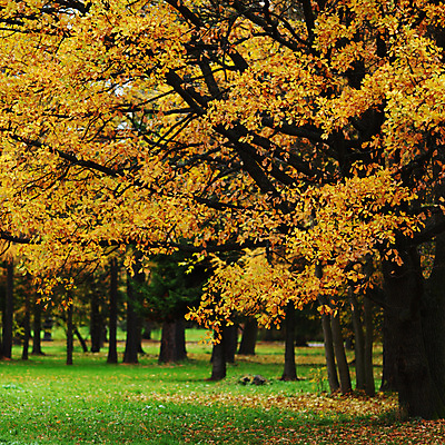 포토 JPG 해외이미지 나무 식물 계절 공원 길 줄기 단풍 잎 오렌지 자연 풍경 사람없음 야외 빨간색 초록색 컬러풀 노란색 평화 걷기 환경 하이킹 가을 나뭇가지 시골 황금 숲 11월 장면 10월 해외202004 해외202105 해외포토 공공시설 컬러 컨셉 과일 모션 레저 날짜 생태계 파일형식