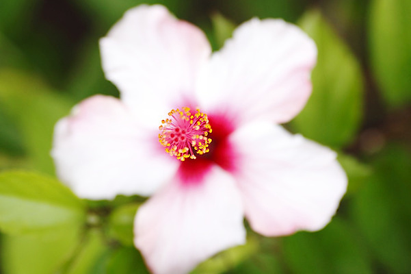 포토 JPG 해외이미지 나무 식물 꽃잎 꽃 별 줄기 분홍색 백그라운드 잎 꽃무늬 오렌지 자연 건강 사람없음 빨간색 초록색 빛 컬러풀 장미 노란색 정원 봄 벚꽃 흰색 신선 뜨거움 개화 닫기 심볼 싱글 생물학 내추럴 고립 아욱 하와이인 히비스커스 해외202004 해외202105 해외포토 자연요소 외국인 계절 교육 컬러 무늬 과일 모션 생태계 파일형식