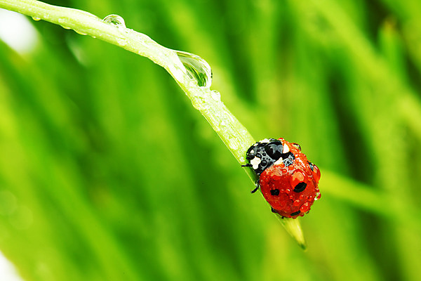 포토 JPG 해외이미지 식물 야생동물 곤충 잎 자연 초원 사람없음 물 물방울 작음 무당벌레 내추럴 해외202004 해외202105 해외포토 자연요소 동물 크기 생태계 파일형식