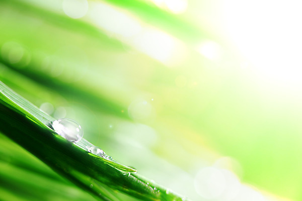 포토 JPG 해외이미지 식물 잎 자연 잔디 사람없음 야외 아웃포커스 물방울 내추럴 해외202004 해외202105 해외포토 촬영기법 생태계 파일형식