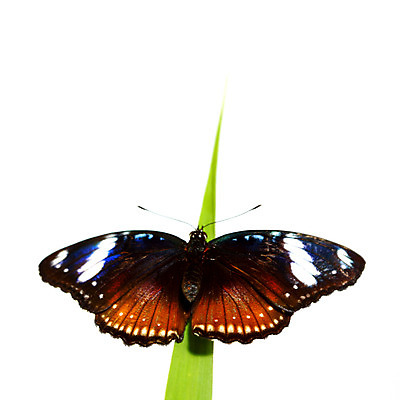 포토 JPG 해외이미지 식물 야생동물 나비 곤충 자연 생물 사람없음 내추럴 땅바닥 영원 해외202004 해외202105 해외포토 동물 바닥 생태계 파일형식