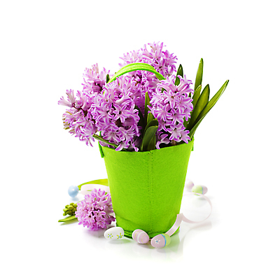 포토 JPG 해외이미지 리본 잎 부활절 실내 사람없음 흰배경 원예 부활절계란 꽃바구니 히아신스 해외202004 해외포토 식물 기념일 꽃 백그라운드 취미 내부 바구니 계란 흰색 파일형식