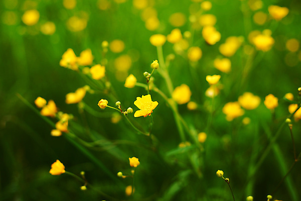 포토 JPG 해외이미지 식물 잎 사람없음 아웃포커스 들꽃 해외202004 해외202105 해외포토 꽃 촬영기법 파일형식