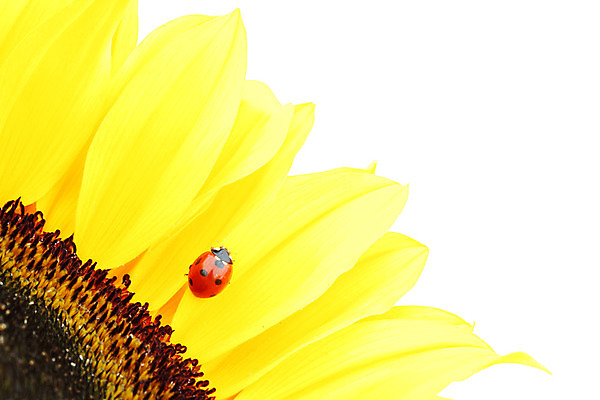 포토 JPG 해외이미지 식물 꽃잎 곤충 자연 해바라기 초원 사람없음 야외 맑음 벌레 작음 무당벌레 내추럴 해외202004 해외202105 해외포토 동물 꽃 날씨 크기 생태계 파일형식