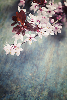 포토 JPG 해외이미지 잎 봄꽃 실내 사람없음 아웃포커스 벚꽃 나뭇가지 카피스페이스 나무배경 해외202004 해외포토 나무 식물 꽃 백그라운드 촬영기법 내부 봄 공백 파일형식