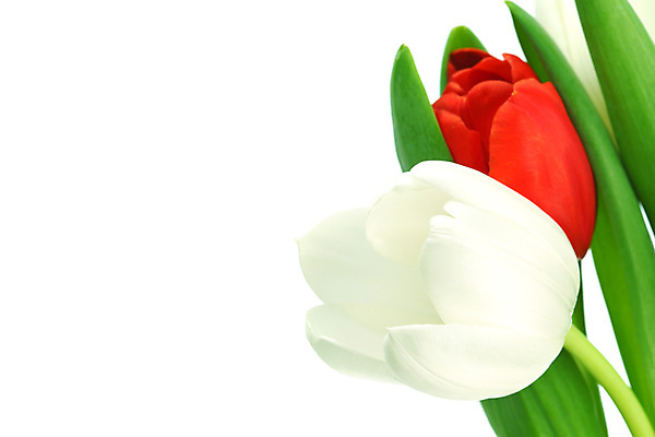 포토 JPG 해외이미지 자연 근접촬영 사람없음 튤립 해외202004 해외202105 해외포토 꽃 뷰포인트 생태계 파일형식