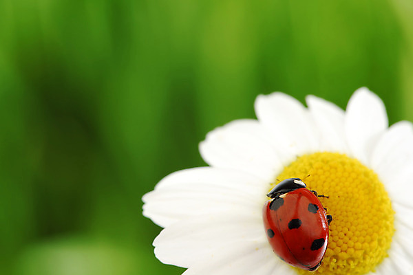 포토 JPG 해외이미지 식물 곤충 자연 사람없음 벌레 작음 데이지 무당벌레 내추럴 캐모마일 해외202004 해외202105 해외포토 동물 꽃 크기 허브 생태계 파일형식