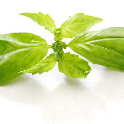 포토 JPG 해외이미지 잎 채소 자연 근접촬영 사람없음 바질 해외202004 해외202105 해외포토 식물 뷰포인트 생태계 파일형식