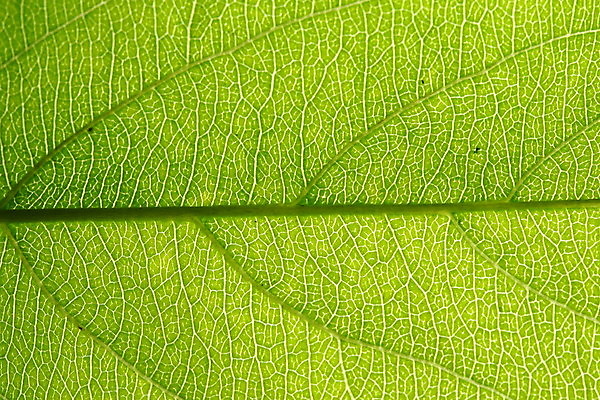 포토 JPG 해외이미지 식물 선 백그라운드 잎 패턴 자연 추상 기술 사람없음 초록색 여름 빛 컬러풀 햇빛 정원 침묵 봄 성장 가을 거친 닫기 숲 그늘 허브 묘사 질감 서식 시트 자작나무 정맥 내추럴 광합성 이국적 효과 해외202004 해외202105 해외포토 나무 계절 컬러 무늬 모션 태양 소리 생태계 혈관 파일형식