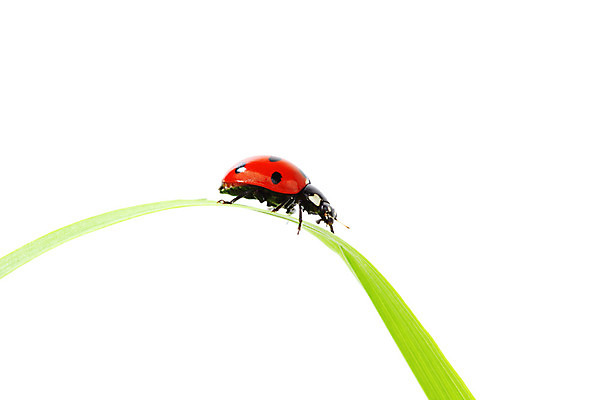 포토 JPG 해외이미지 식물 곤충 자연 사람없음 벌레 작음 무당벌레 내추럴 해외202004 해외202105 해외포토 동물 크기 생태계 파일형식