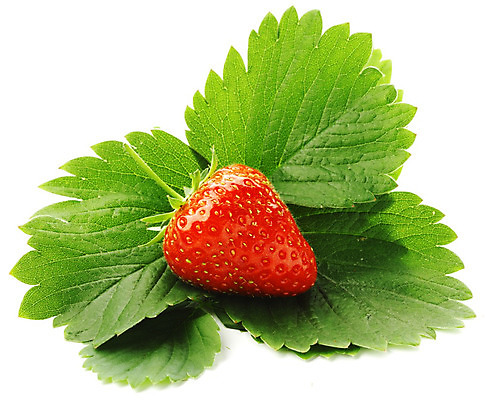 포토 JPG 해외이미지 열매 과일 딸기 사람없음 내추럴 딸기잎 해외202004 해외202105 해외포토 식물 잎 파일형식