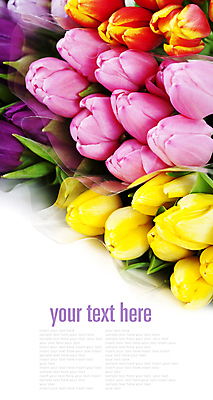 포토 JPG 해외이미지 꽃다발 실내 타이포그라피 사람없음 튤립 흰배경 카피스페이스 해외202004 해외포토 문자 꽃 백그라운드 내부 공백 흰색 파일형식