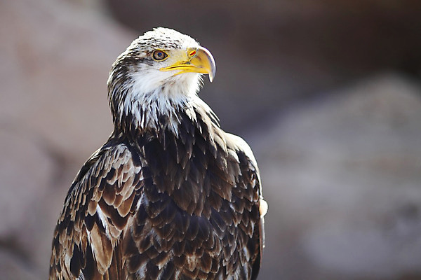 포토 JPG 해외이미지 무료이미지 응시 얼굴 야생동물 날개 자연 조류 생물 앉기 사람없음 펜 갈색 검은색 자유 흰색 큼 깃털 사냥 부리 독수리 육식동물 대머리 펜촉 사냥꾼 스페인어 해외202004 해외202105 해외포토 동물 직업 헤어스타일 시선 컬러 컨셉 모션 신체부위 필기구 크기 생태계 파일형식 무료콘텐츠