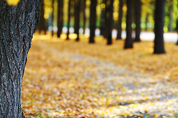 포토 JPG 해외이미지 나무 식물 계절 공원 꽃 도로 길 지구 줄기 잎 꽃무늬 오렌지 자연 하늘 추상 휴식 새로움 따뜻함 풍경 사람없음 야외 목재 빨간색 초록색 물 빛 세계 갈색 노란색 평화 가을 시골 황금 숲 신비 11월 땅 장면 10월 내추럴 해외202004 해외202105 해외포토 자연요소 공공시설 컬러 컨셉 무늬 과일 재료 교통시설 날짜 생태계 파일형식